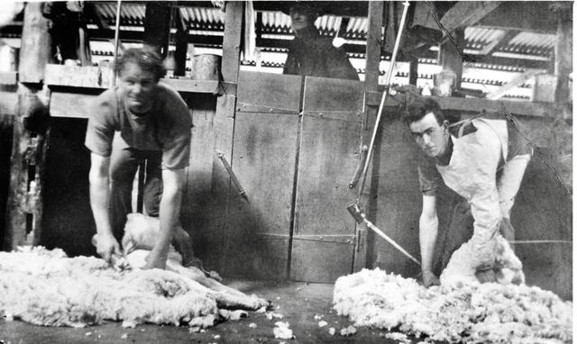 Shearing at 'Spring Flat', Tallagandra (1920's?)