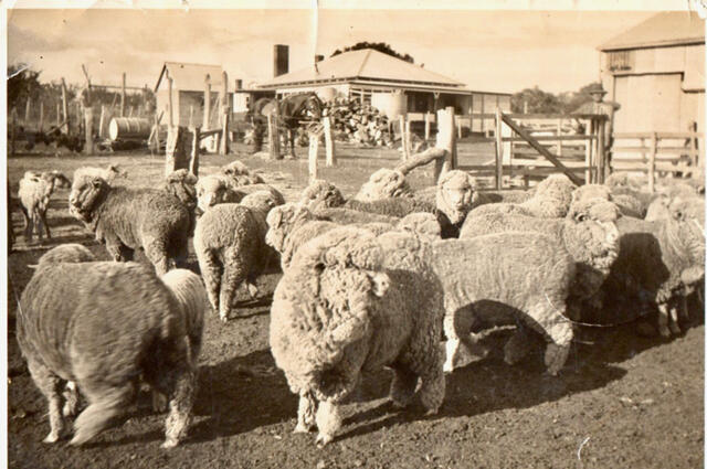 Homeleigh - sheep yards