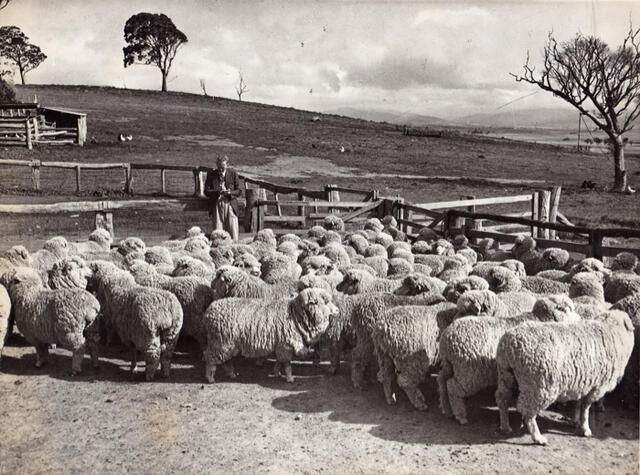 Merino ewe competeition at Homeleigh 1951