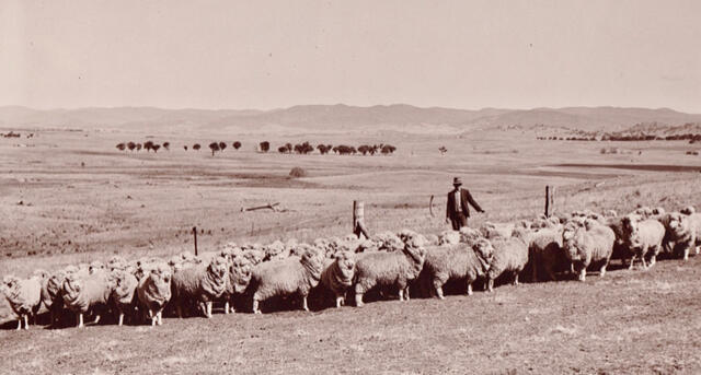 Keith Kilby with mob of sheep