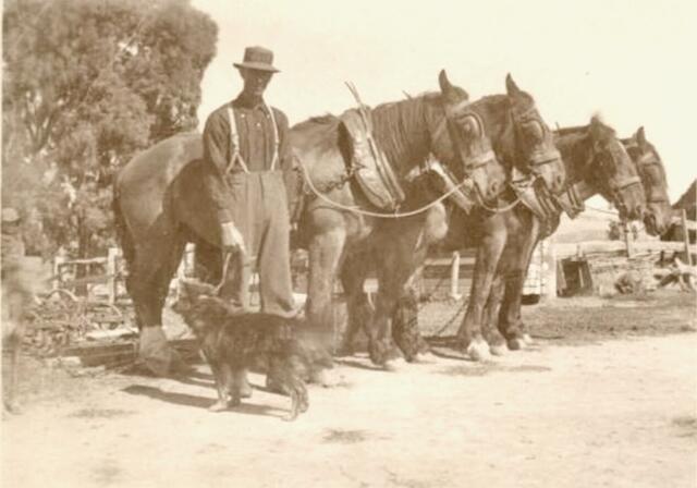 Leon Smith with four draught horses